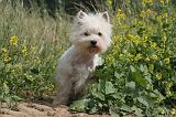 WESTIE 346